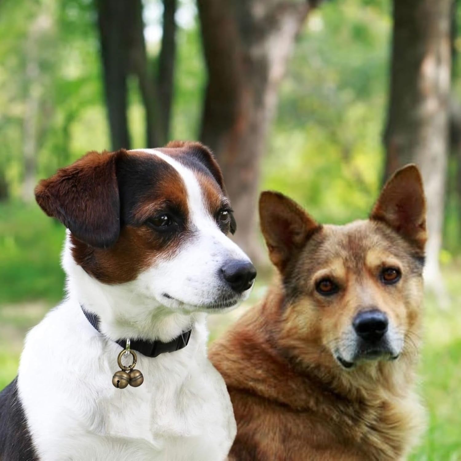 Dog Bells for Tracking, 