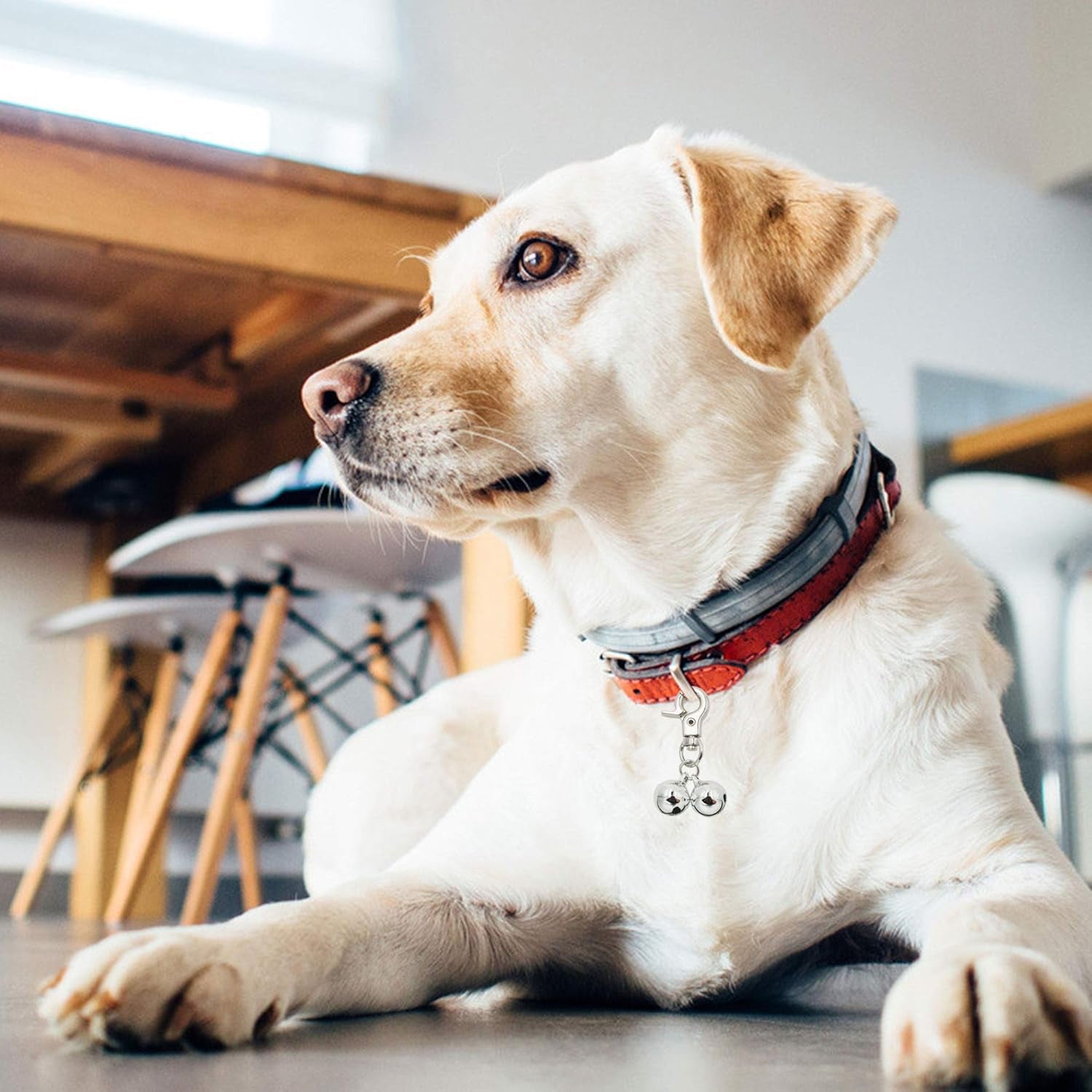 Bells for Dog Collars 