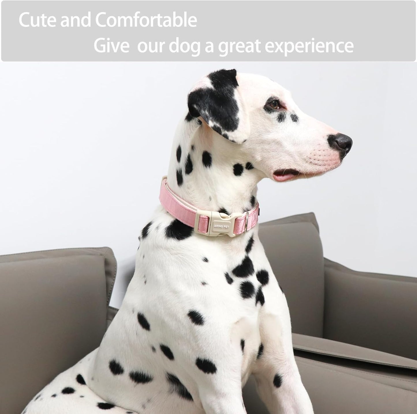 Dog Collar