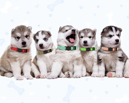 Litter Collars 