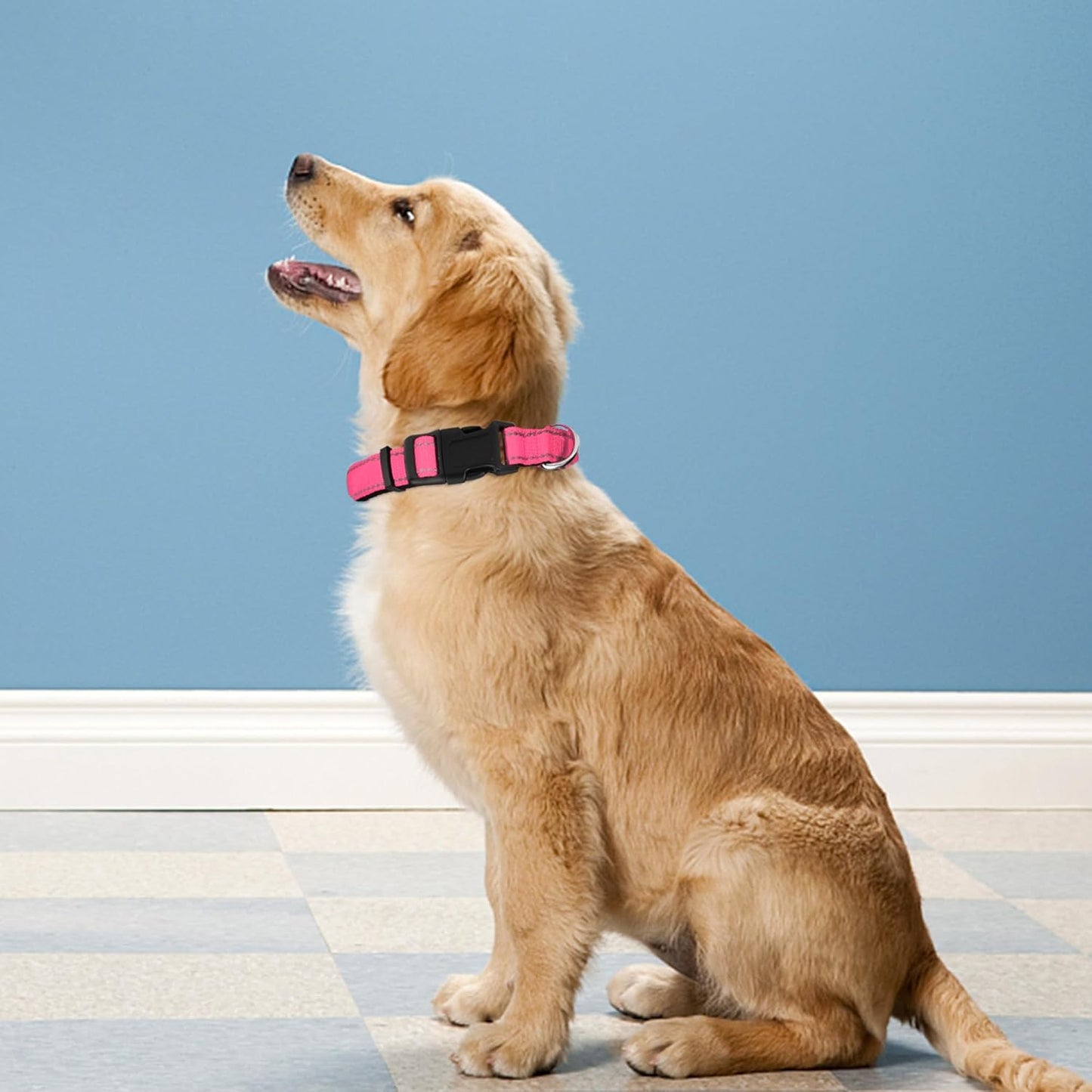 Dog Collar 