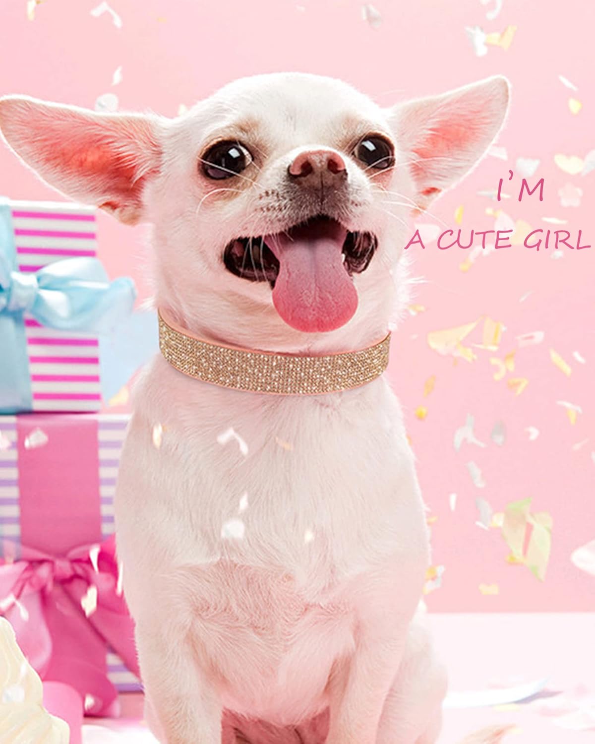 Young Dog Collar