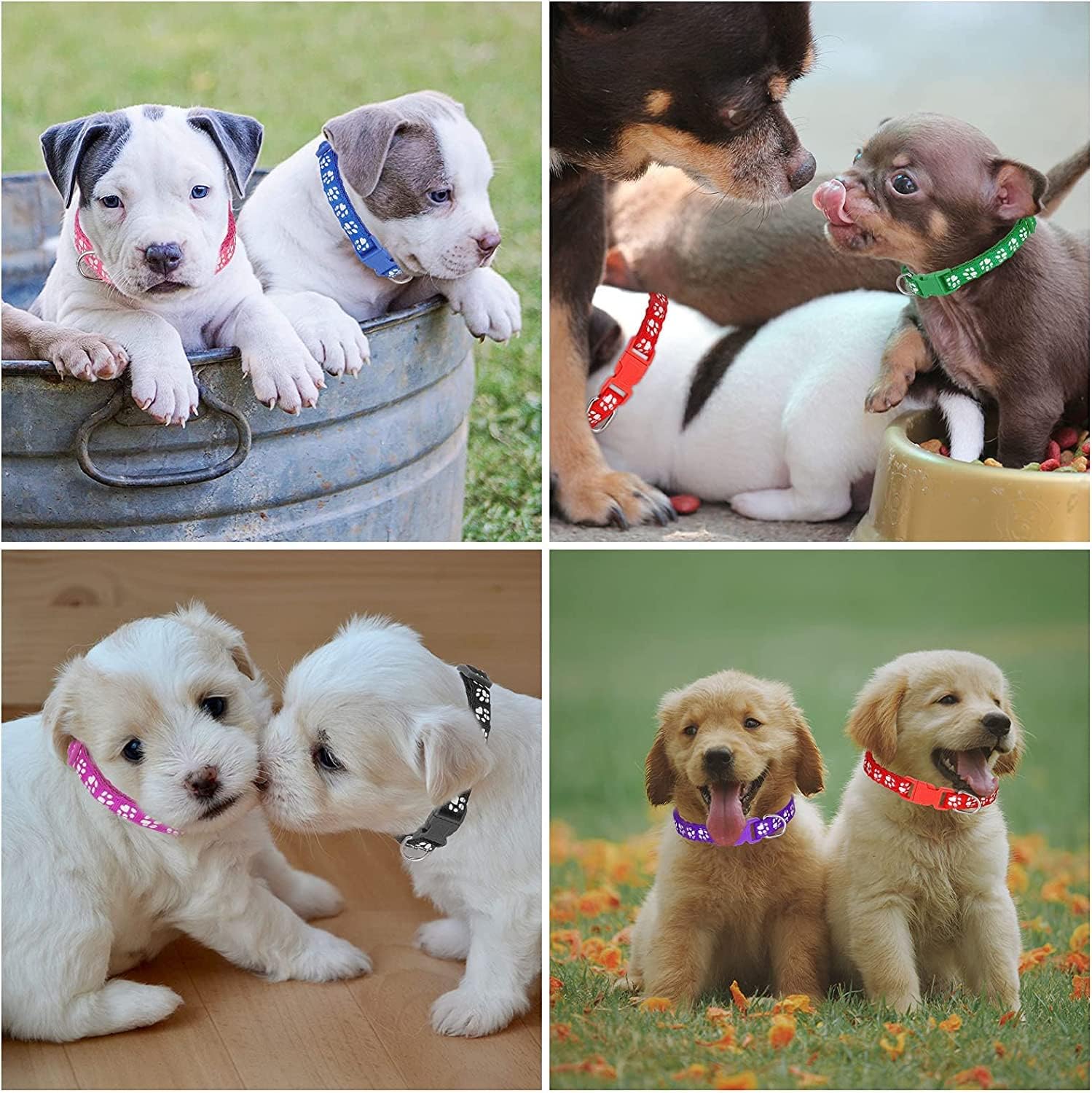 Litter Collars 