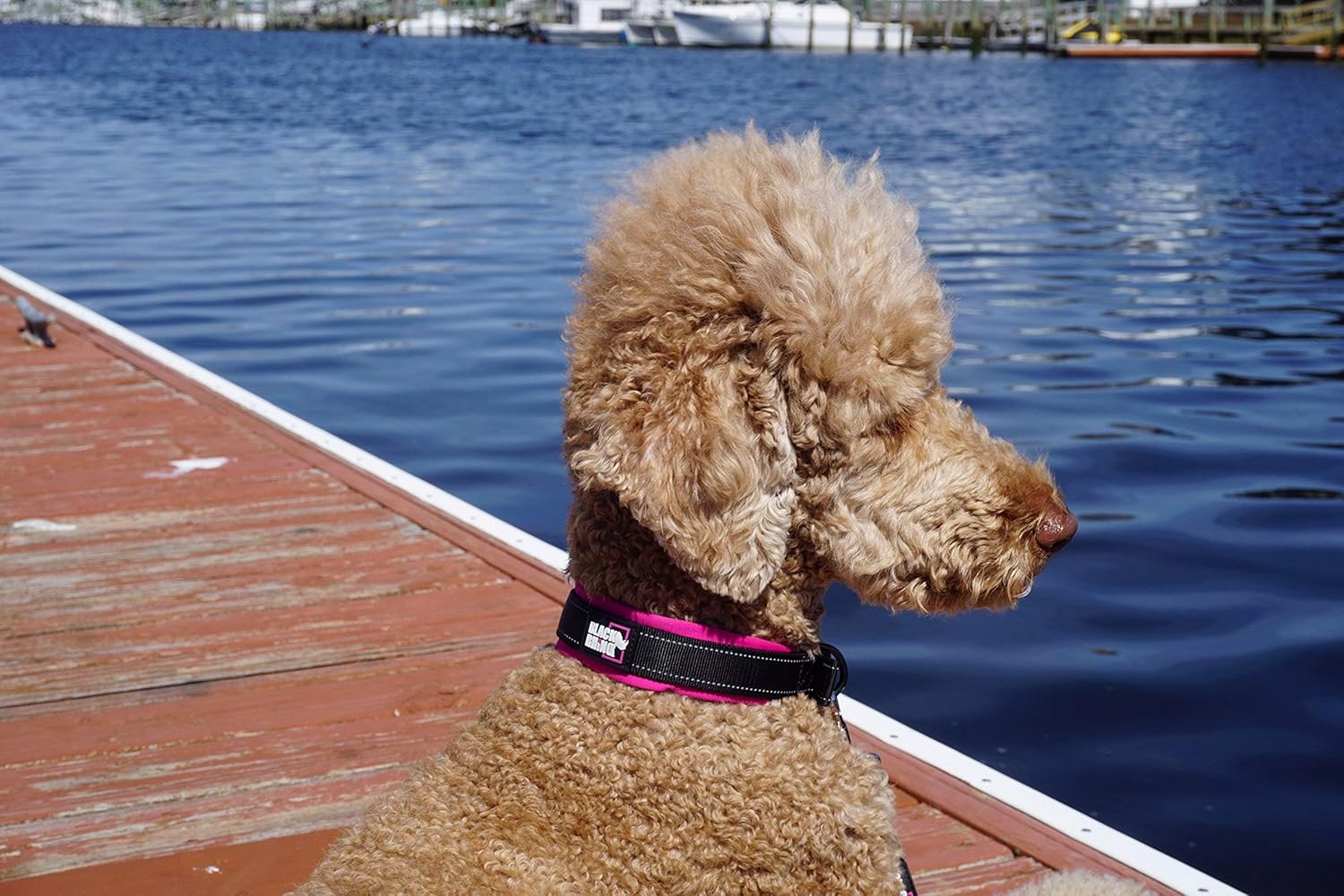 Medium Dogs  Collars 