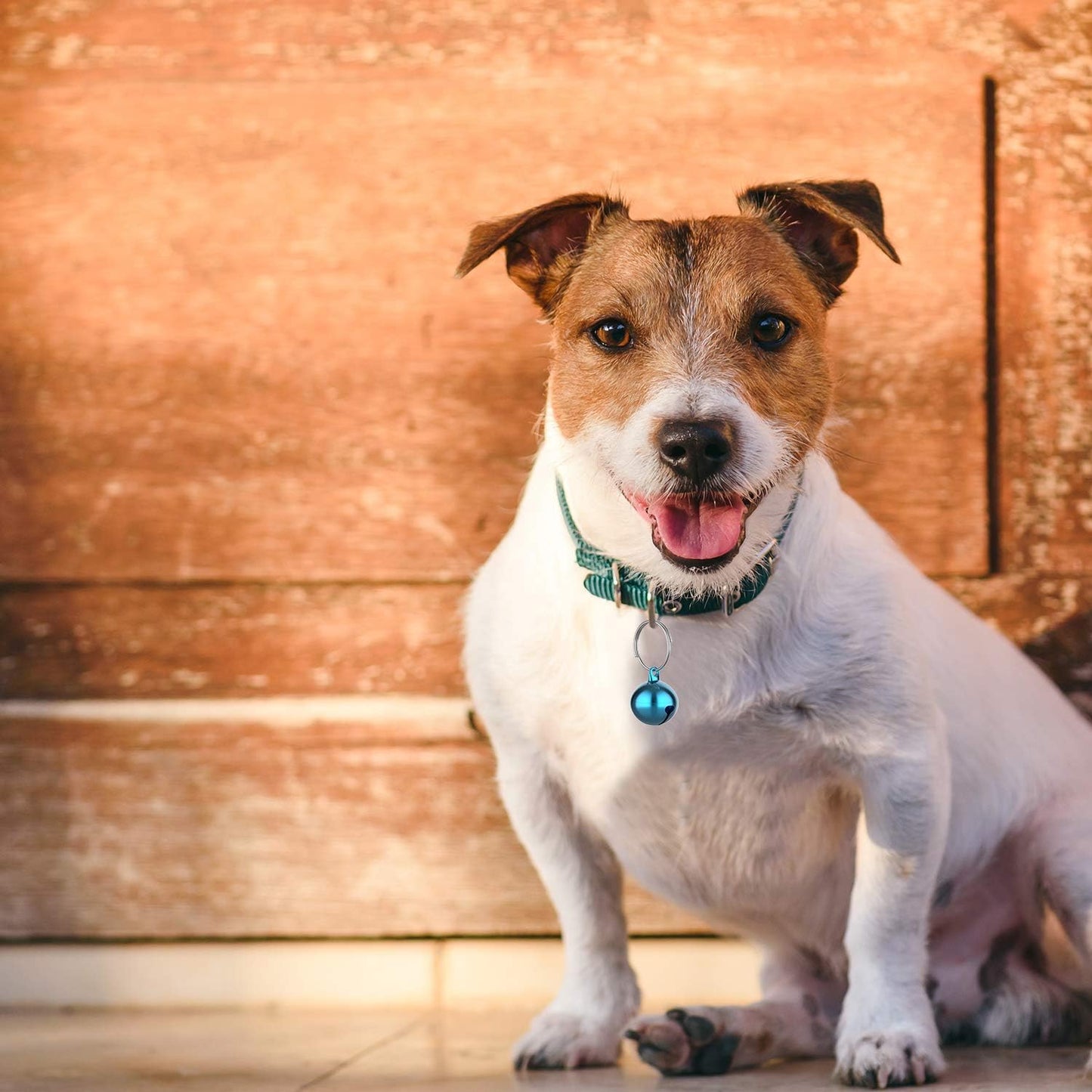  Cat and Dog Collar